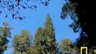 Tallest tree found in Redwood National Park Part 1 [upl. by Nomelihp]