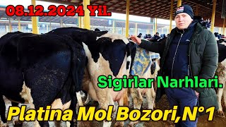 Toshkent vil Boʻstonliq tumani Platina Mol Bozori Sigirlar Narhlari [upl. by Cerell]