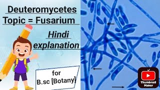 Topic  Fusarium  for Bsc Botany [upl. by Natalie]