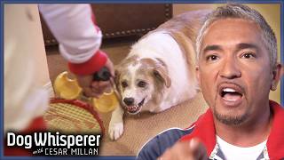 Aggressive Aussie Shepherd Threatens Cesar Over Food  Dog Whisperer With Cesar Millan [upl. by Corie]