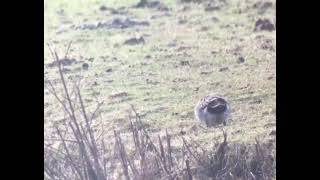 Siberische Taling Sibirionetta formosa Baikal Teal  Noordwijk 2017 [upl. by Trebled]