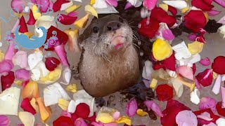 Otters Enjoy The Rose Bath [upl. by Mori]