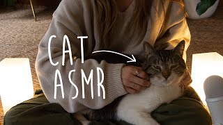 ASMR Cozy Cat Snuggles 🌧 REAL PURRING 🐈 [upl. by Audre422]