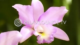 Hintergrundmusik  Ruhig Harmonie Musik zum Lernen Natur  ORCHIDEEN [upl. by Vatsug358]