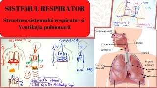 ADMITERE MEDICINA SISTEMUL RESPIRATOR 1 Structura sistemului respirator si Ventilatia pulmonara [upl. by Aggappe]