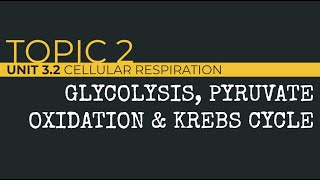 AP Biology Glycolysis Pyruvate Oxidation and Krebs Cycle [upl. by Germain903]