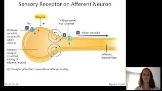 Lecture10 Sensory Physiology [upl. by Amein346]