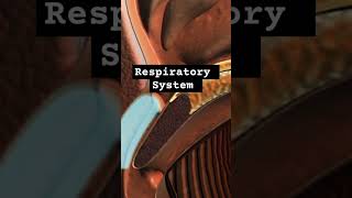 Respiratory System  Respiration in plantsanimals and humans shortsviral science biology animat [upl. by Aaberg]