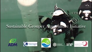 Sustainable Grouper Aquaculture Initiative [upl. by Nanek]