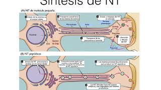 Neurotransmisores [upl. by Dehsar813]