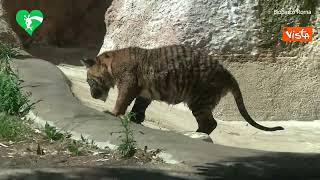 La tigrotta del Bioparco di Roma compie sei mesi [upl. by Grail]