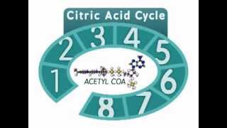 The Citric Acid Cycle An Overview [upl. by Hagen]