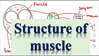 Locomotion and Movements Structure of muscles Part3 [upl. by Rochette260]