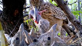 Greater Roadrunner Documentary [upl. by Byran]