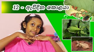 ඇවිදින කොළයා  12 පාඩම  6 ශේණිය  Awidina Kolaya  Grade 06 [upl. by Dayir]