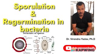 Sporogenesis I Regermination I Sporulation in bacteria I Endospores and Exospores Audio [upl. by Nade451]