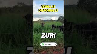 SEMILLAS DE PASTO para GANADO ganaderoscolombia ganaderiacolombiana [upl. by Edette]