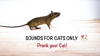 Mice Sounds to Attract Cats 😸sounds for cats to react to Prank your cat [upl. by Ladonna]