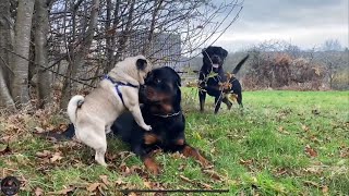 Rottweilers Meet A Pug For The First Time [upl. by Fonda]