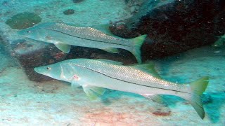 Facts The Common Snook [upl. by Oicelem]