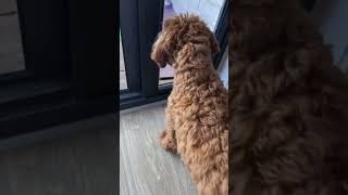 Watch this puppy learning to use his pet door [upl. by Adnov]