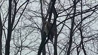 Wild Marsh Hawk November 14 2024 [upl. by Seroka561]