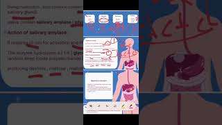 DigestionampAbsorption of Carbohydrates Drzahraa kadhim [upl. by Ajdan]