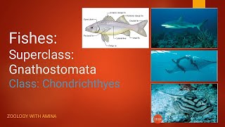 Fishes  Super class Gnathostomata  Class Chondrichthyes [upl. by Girand]