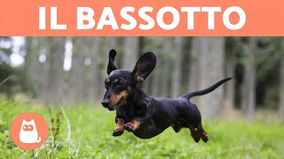 Il BASSOTTO o Dachshund Caratteristiche della razza [upl. by Airegin]