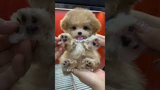 This little dog is a fake dog right It doesnt move Are you cute Masai Masai dog Chuanchuan [upl. by Nirrad]