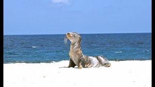 Orbridge – An Expedition Through the Galapagos Islands [upl. by Anaynek]