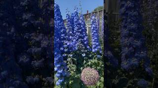 How do you grow delphiniums like these delphiniums somerleyton gardening gardeningideas garden [upl. by Hicks738]