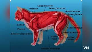 Anatomy of Cat And Dog Anatomical description of Cat amp Dog 12 March 2023 [upl. by Heffron]