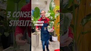 🌿3 CONSEJOS STRELITZIA🪴plantas cuidadodeplantas strelitzia [upl. by Esmond]