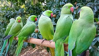 Ringneck Parrot SoundsVoice  Parrot Talking [upl. by Cheyne]