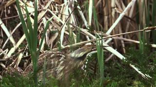 American Bittern Call [upl. by Fredella]