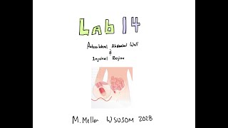 Gross Anatomy  Lab 14 amp L33 Anterolateral Abdominal Wall amp Inguinal Region Review [upl. by Seravaj405]