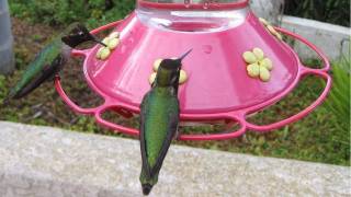 Hundreds of Hummingbirds at Bird Feeder in HD [upl. by Aenotna20]