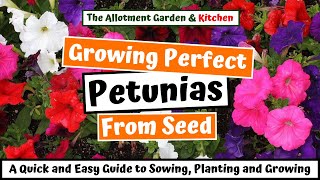 How to Grow Petunias from Seed A Step by Step Guide for Novices and Experienced Growers 76 [upl. by Ecneps]