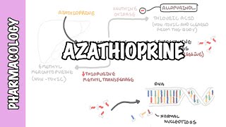 Azathioprine  Pharmacology mechanism of action side effects [upl. by Rellia]