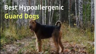 3 Best Hypoallergenic Guard Dogs [upl. by Blodgett]