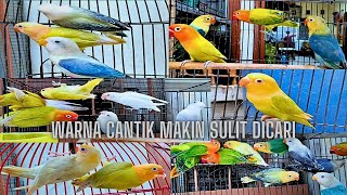 lovebird warna cantik hadir kembali setelah sekian lama mumpung ada diborong om stok makin sulit [upl. by Asille]