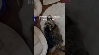 Kitty corner tour  Makenna Skye youtubeshorts fypシ゚viral mainecoon shorts [upl. by Liew]