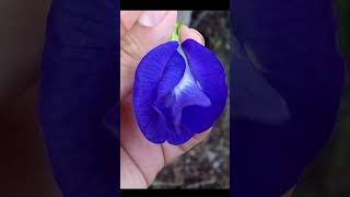 La conchita azul o campanilla es Clitoria ternatea flores plantas comidasaludable botánica [upl. by Assillam974]