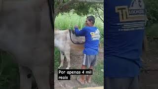 vemrir cavalo chegadesergado fazenda vidadegado vamosrirqueavidaeboa humor gadobravo caval [upl. by Adnamaa]