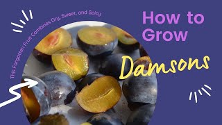 Damson Plums This Forgotten Fruit Combines Dry Sweet Spicy and Bitter and makes great gin [upl. by Imij]