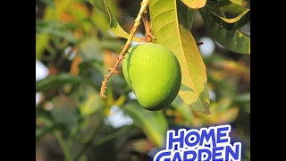 Mango In Container  Mango tree  Mango plant Care tips Homegarden [upl. by Tymes520]