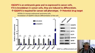 Iqgap3Ras axis drives stem cell proliferation in the stomach [upl. by Aseiram837]