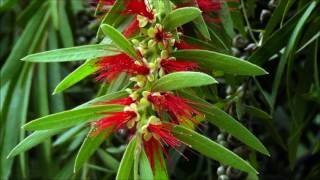 callistemon lanceolatus [upl. by Airak334]