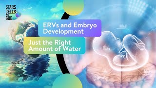 ERVs and Embryo Development and Just the Right Amount of Water  Fazale quotFuzquot Rana and Jeff Zweerink [upl. by Revned]